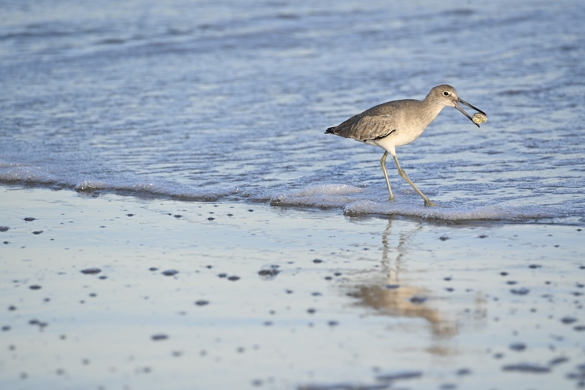 Willet - ML643926853