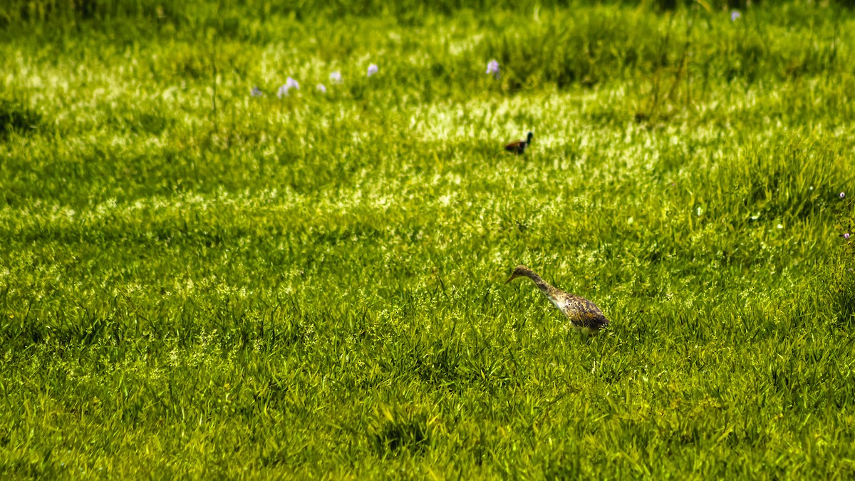 Pinnated Bittern - ML643926854
