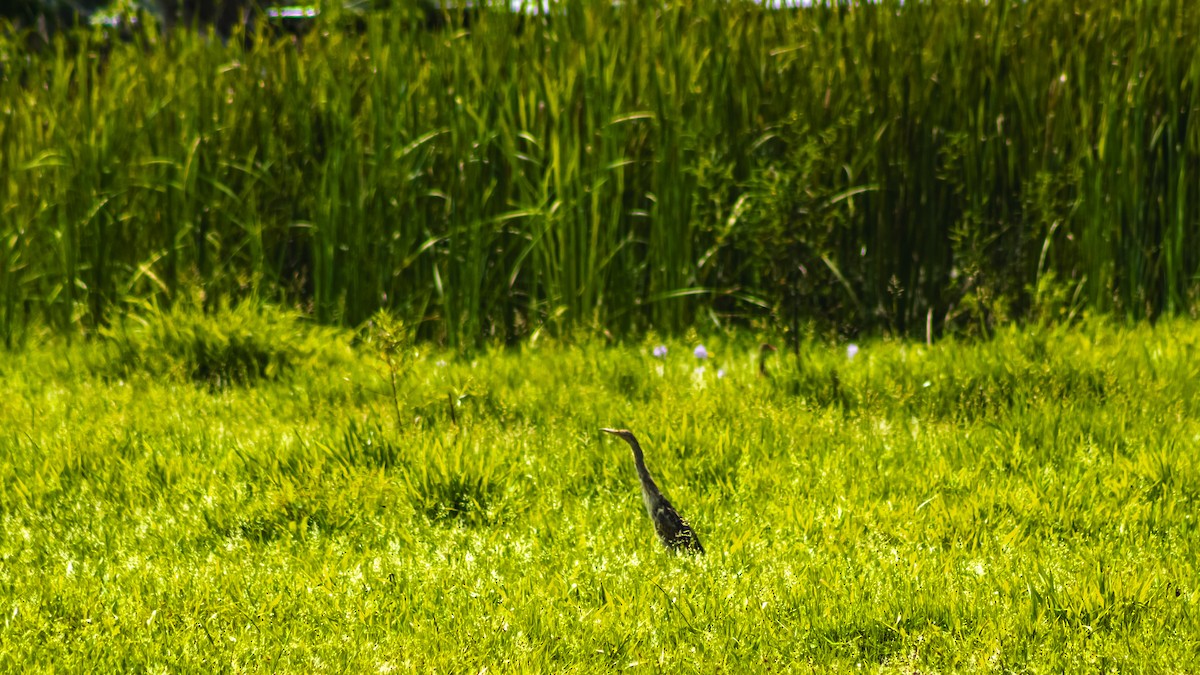 Pinnated Bittern - ML643926855