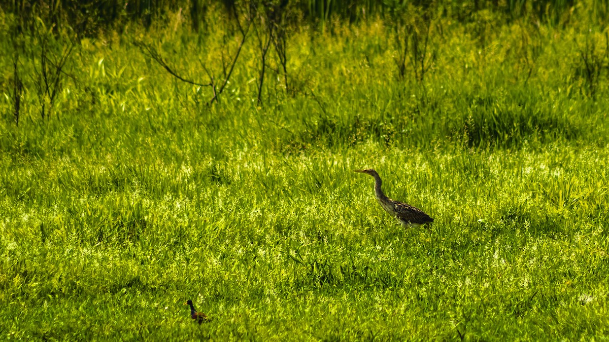 Pinnated Bittern - ML643926856
