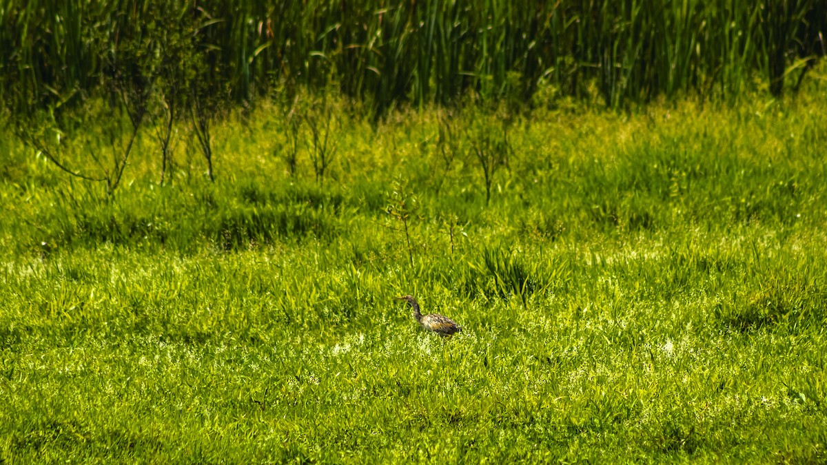 Pinnated Bittern - ML643926857