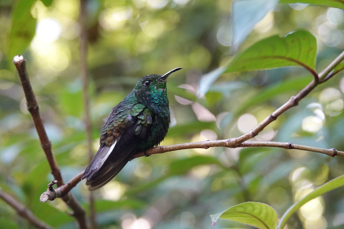 Coppery-headed Emerald - ML643926858