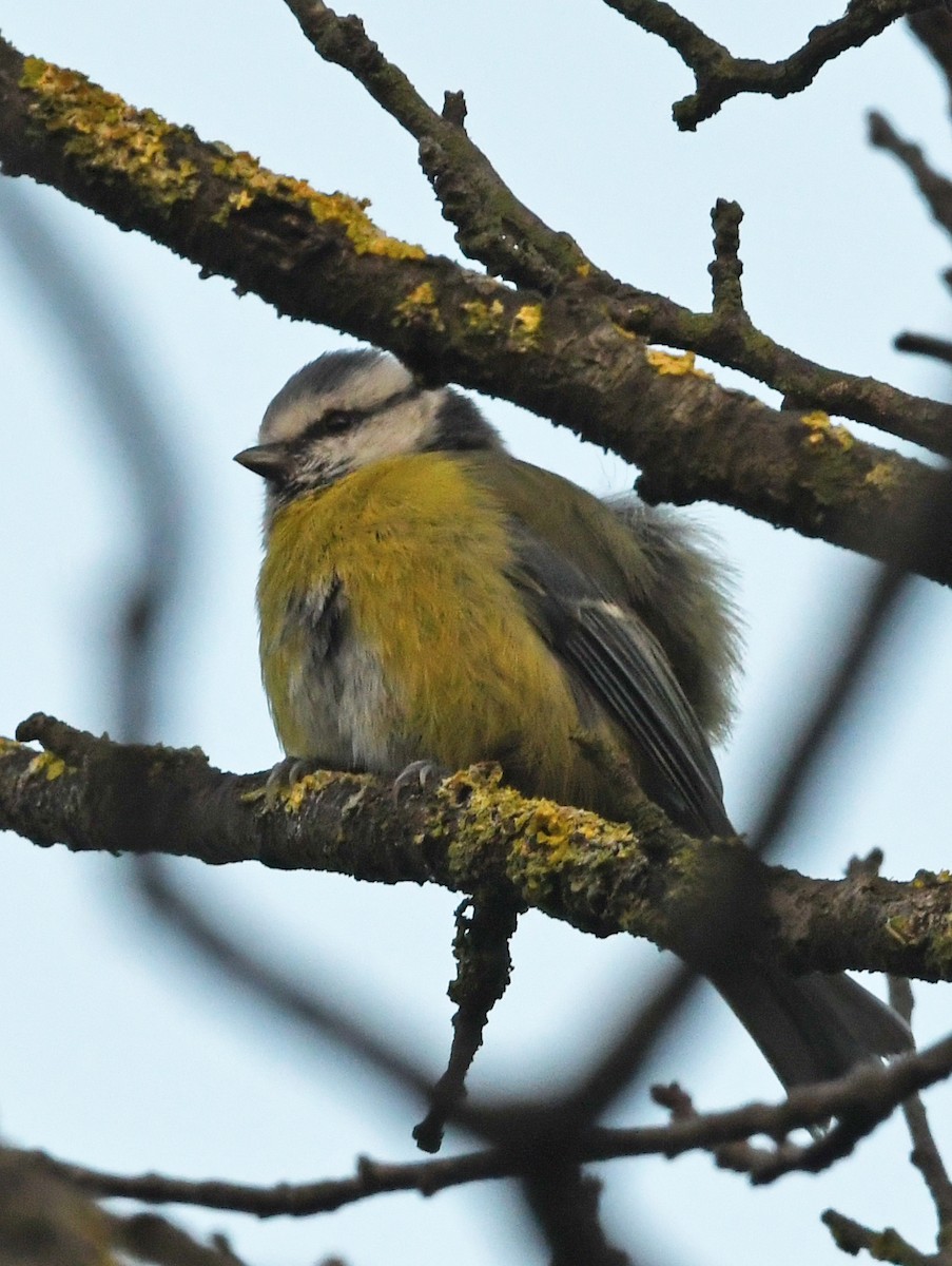 Eurasian Blue Tit - ML643926864