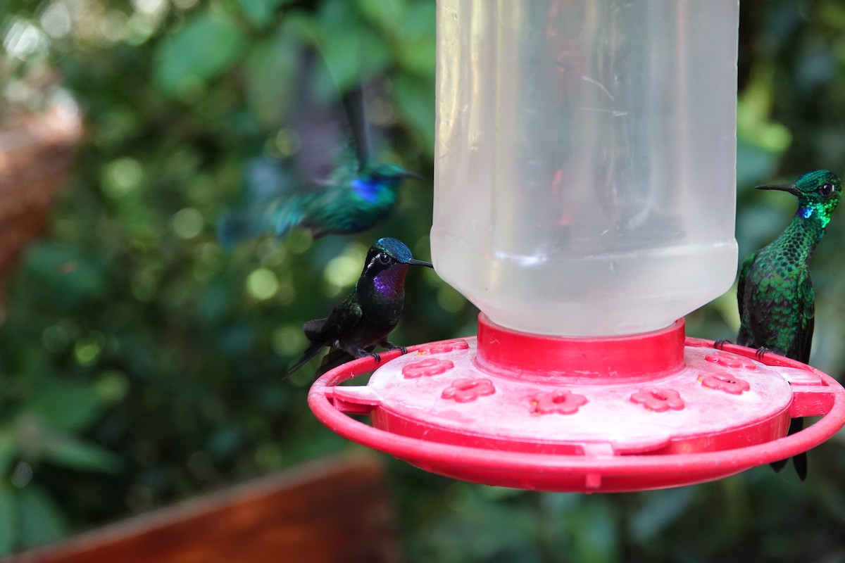 Purple-throated Mountain-gem - ML643926866