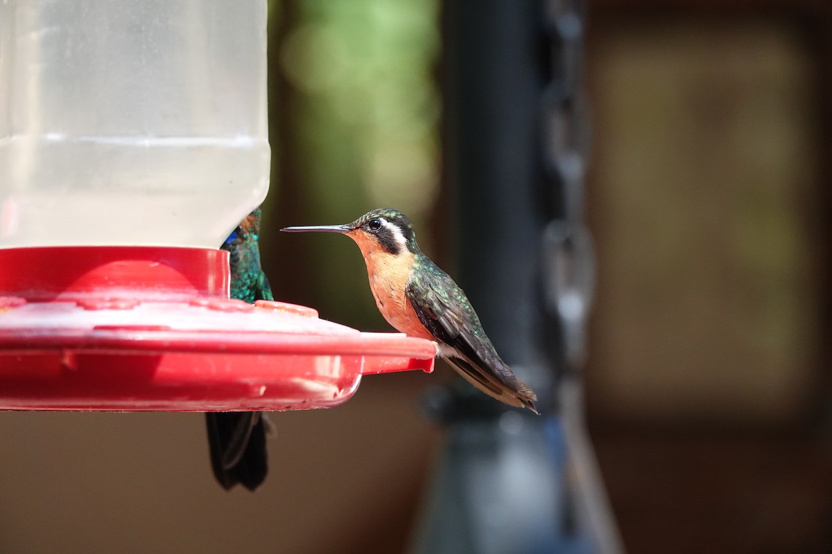 Purple-throated Mountain-gem - ML643926875