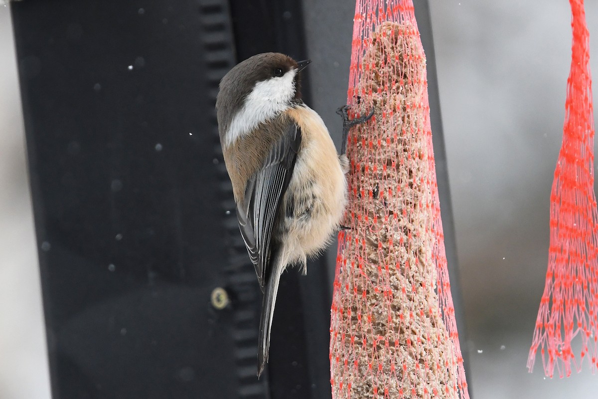 シベリアコガラ - ML643926887