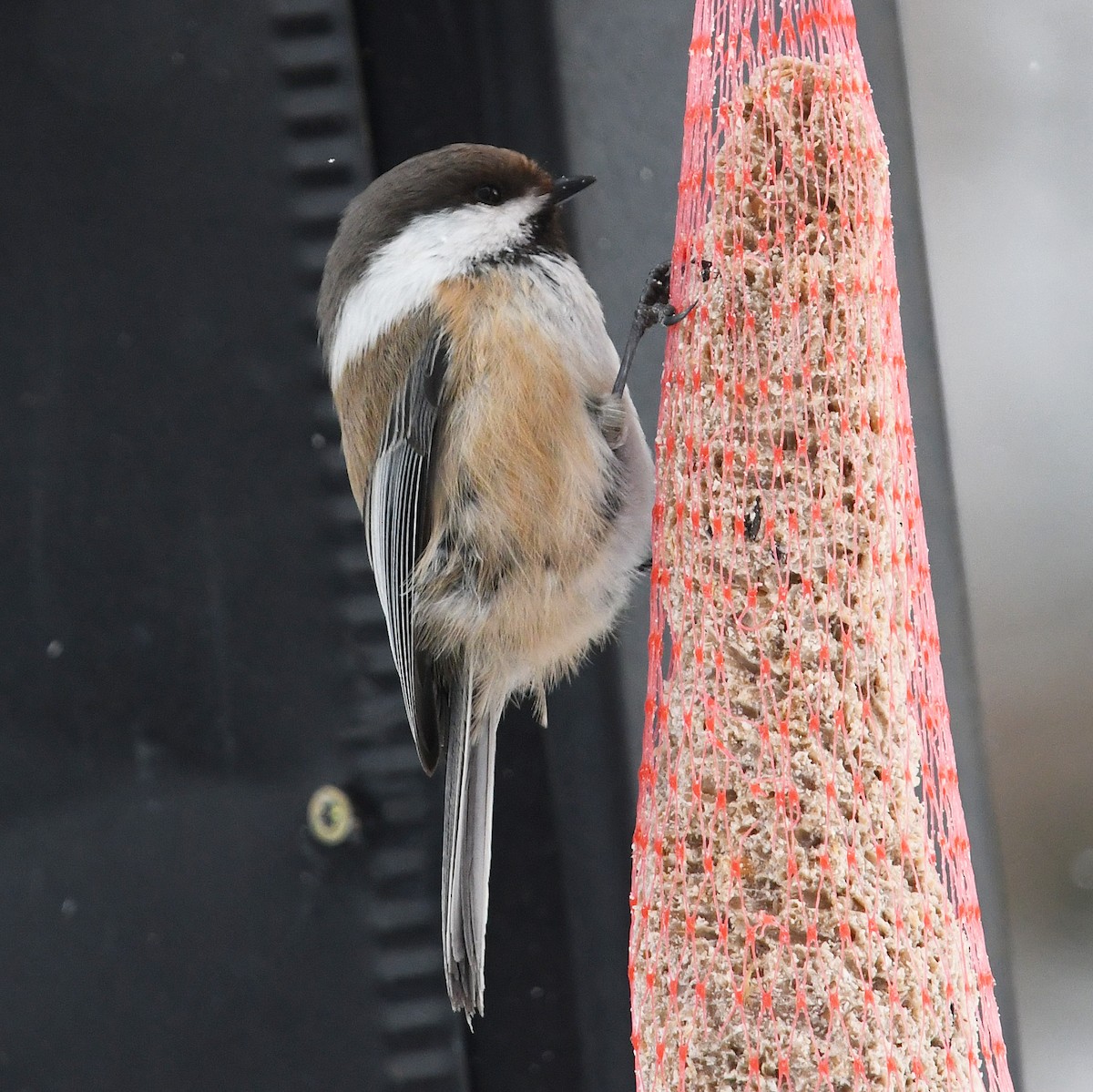 シベリアコガラ - ML643926889