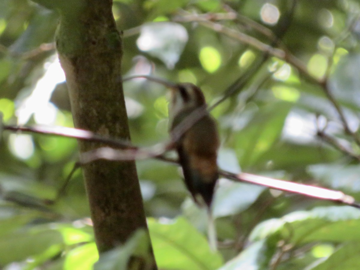 Long-billed Hermit - ML643926896