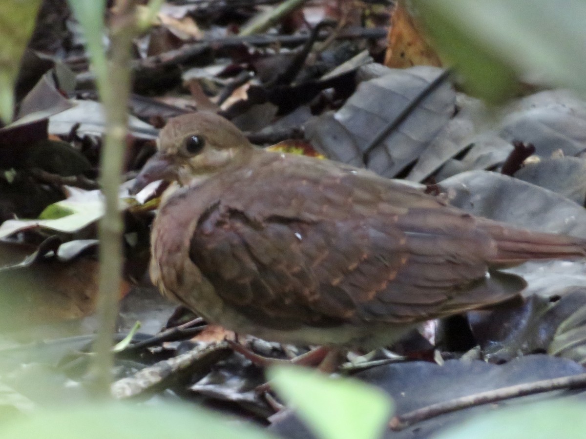 holub hnědočervený - ML643926903