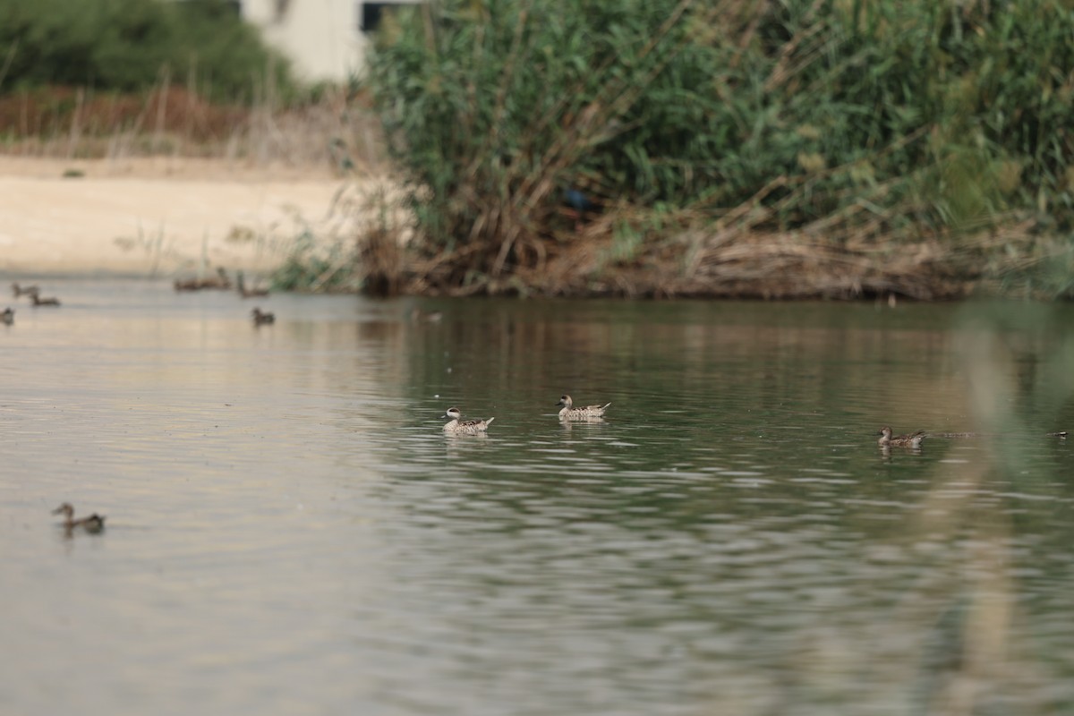 Marbled Duck - ML643926909