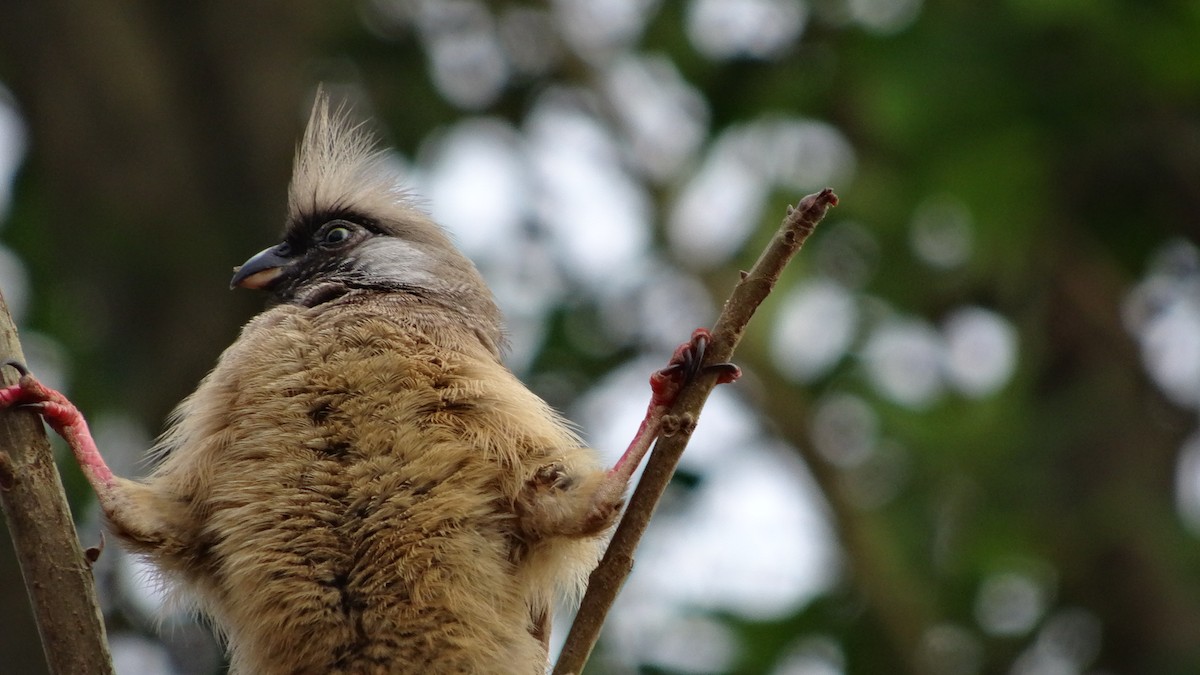 Speckled Mousebird - ML643926920