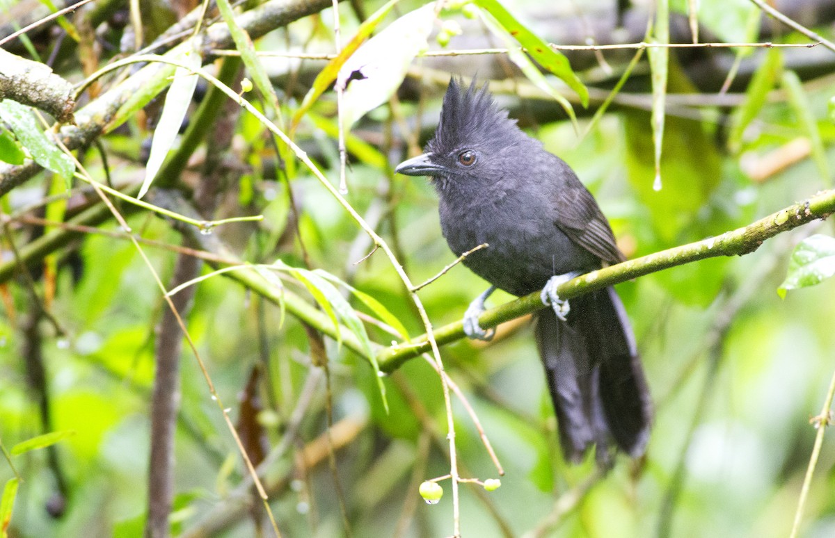 Tufted Antshrike - ML643926957
