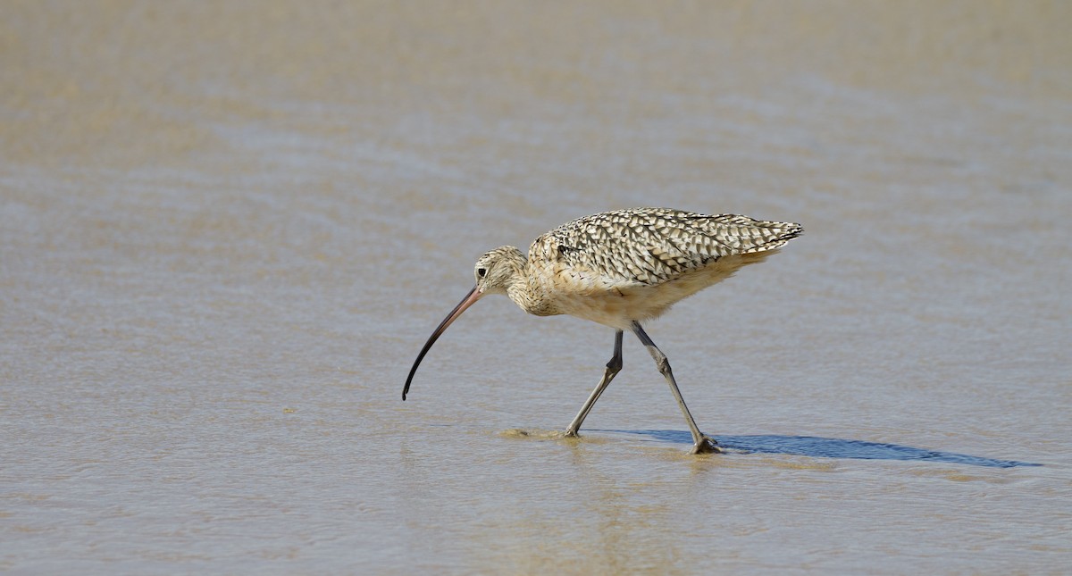 Long-billed Curlew - ML643926963