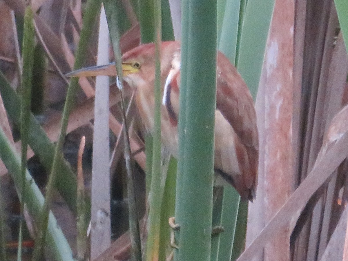 Black-backed Bittern - ML643926992