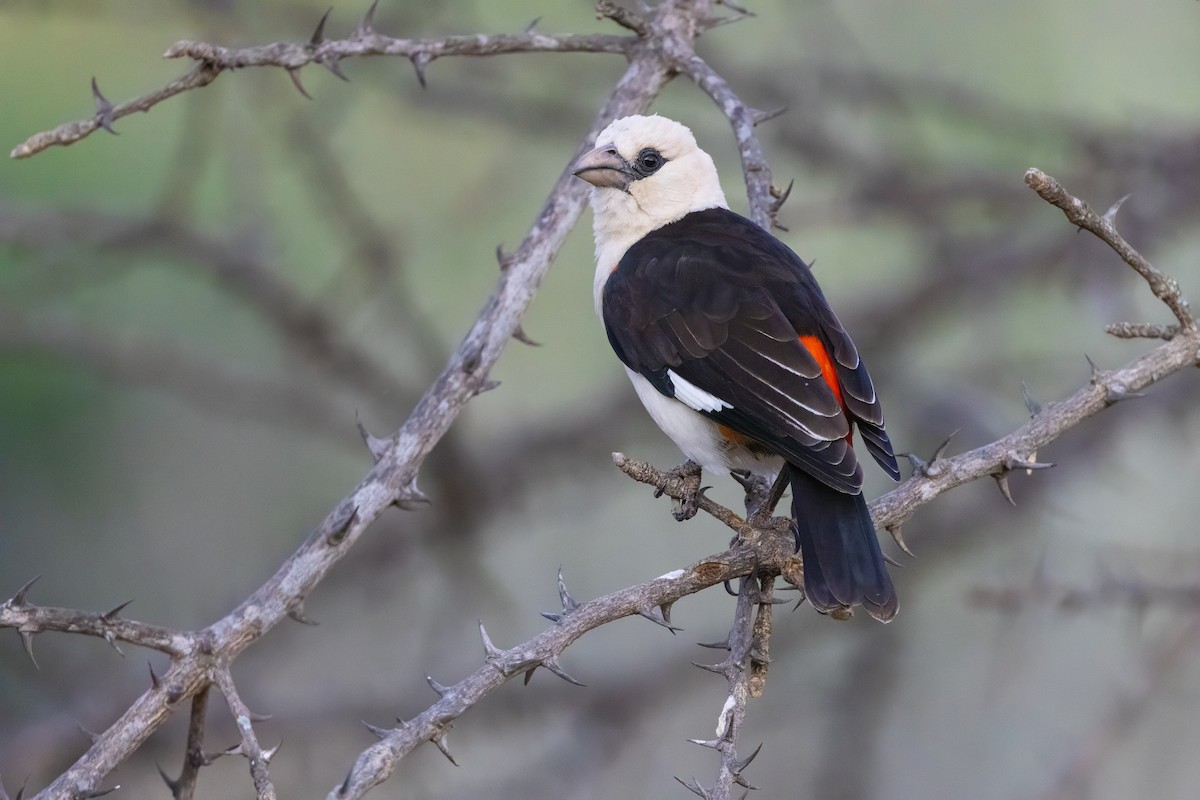 Alecto à tête blanche - ML643926993
