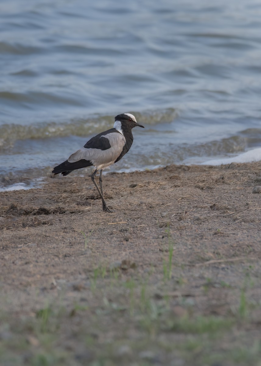 Blacksmith Lapwing - ML643926994