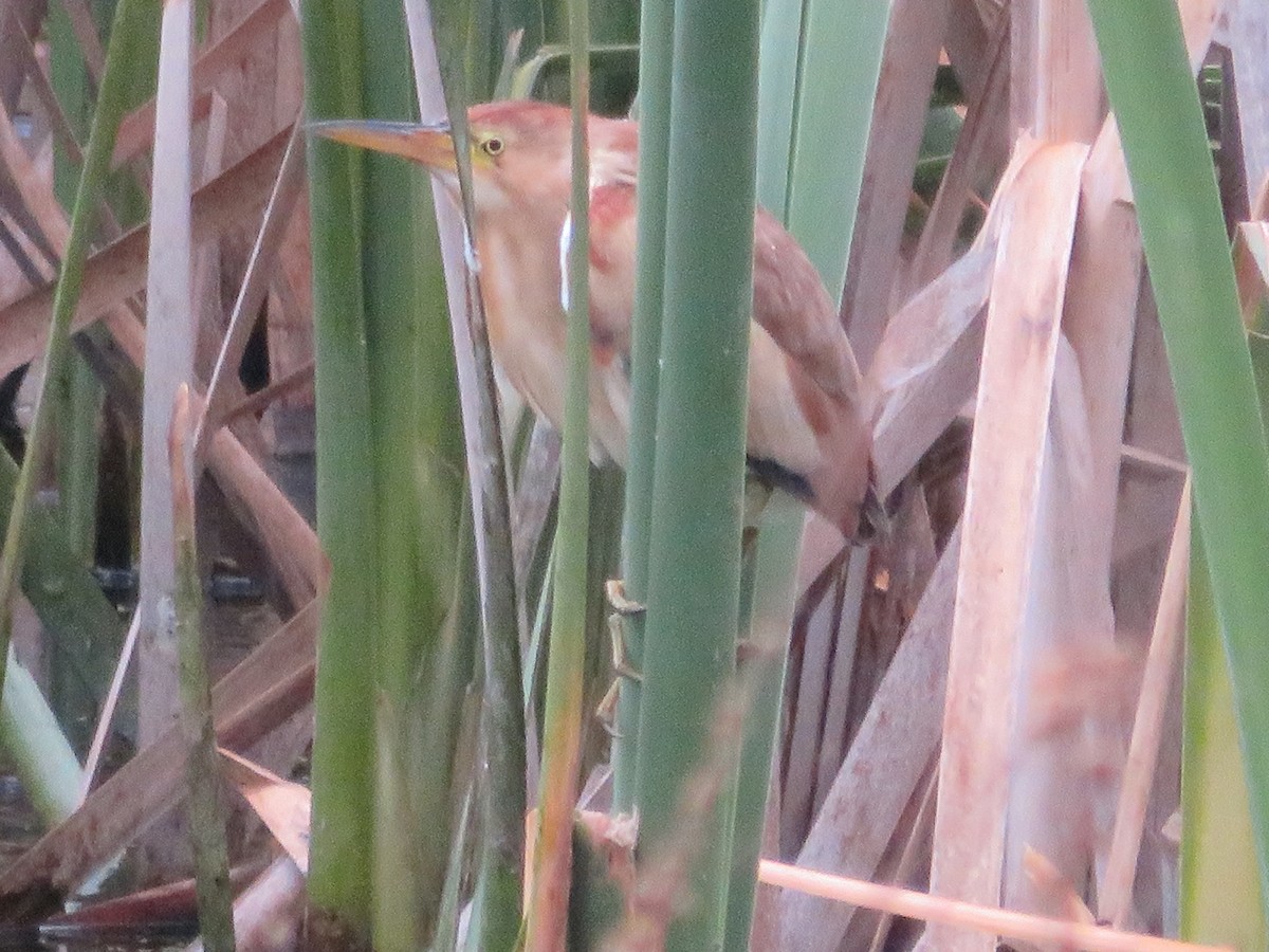 Black-backed Bittern - ML643926995