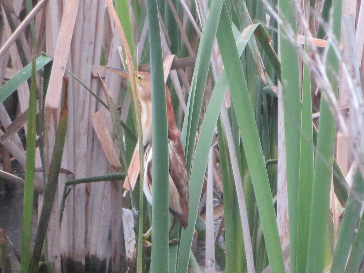 Black-backed Bittern - ML643926999