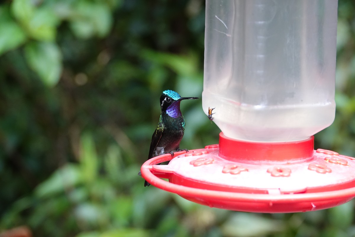 Purple-throated Mountain-gem - ML643927006