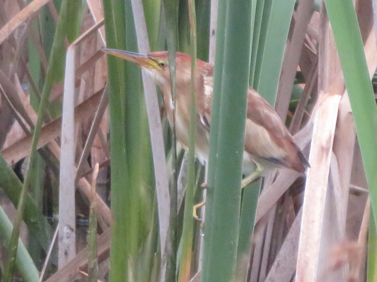 Black-backed Bittern - ML643927007