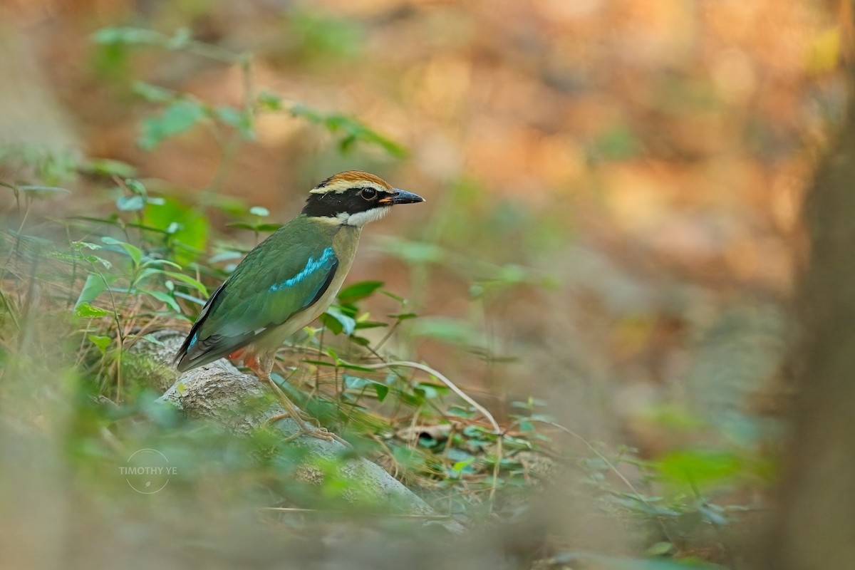 Fairy Pitta - ML643927010