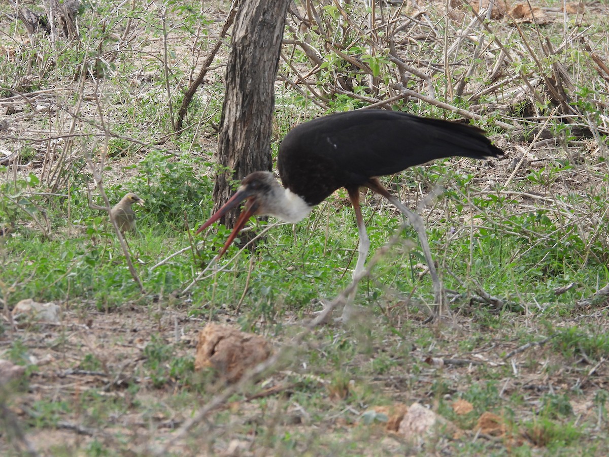 African Woolly-necked Stork - ML643927013