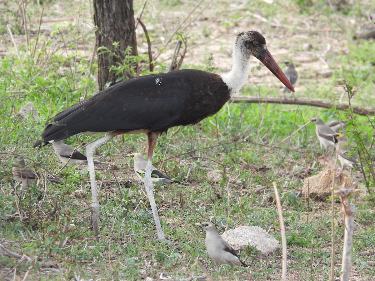 African Woolly-necked Stork - ML643927014