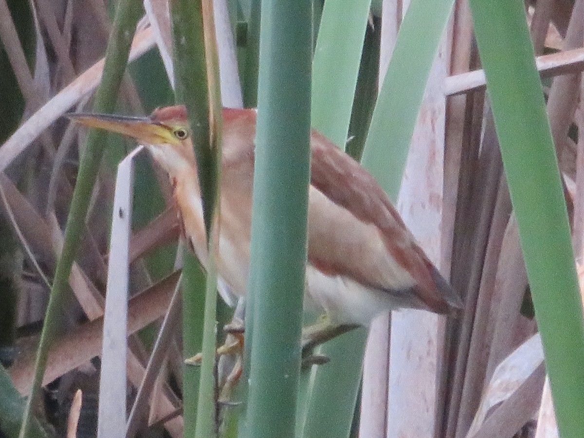 Black-backed Bittern - ML643927033