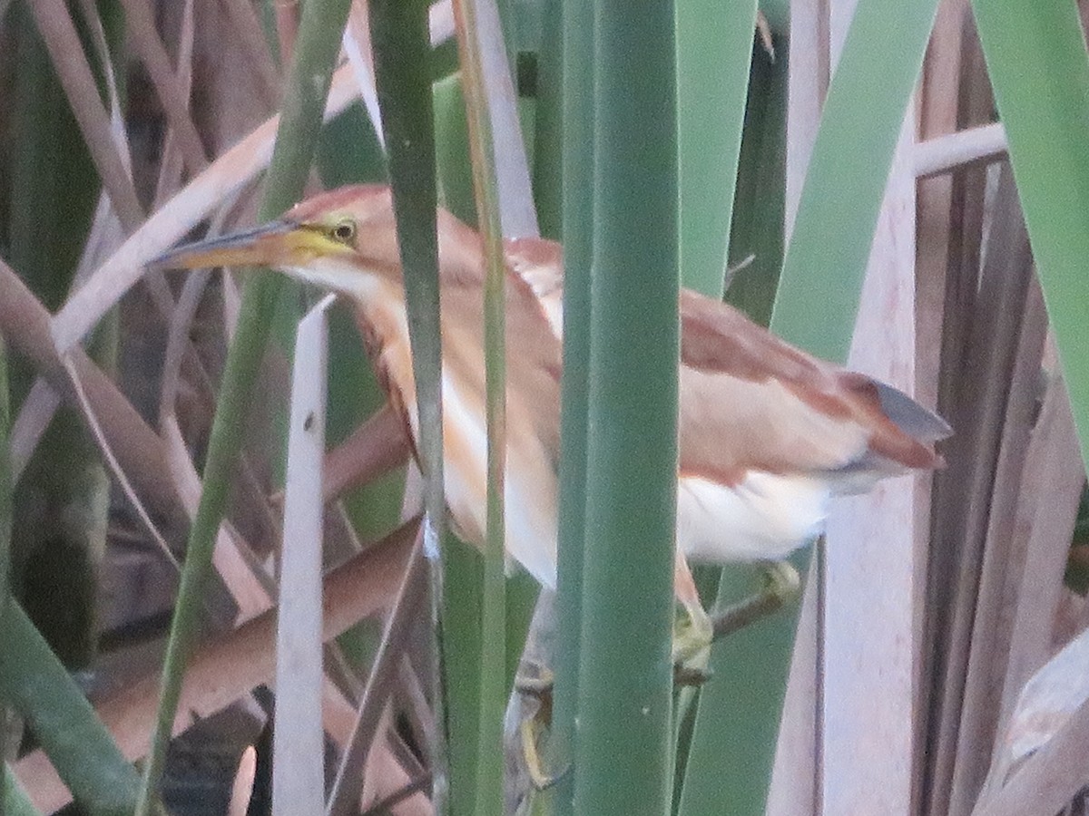 Black-backed Bittern - ML643927041