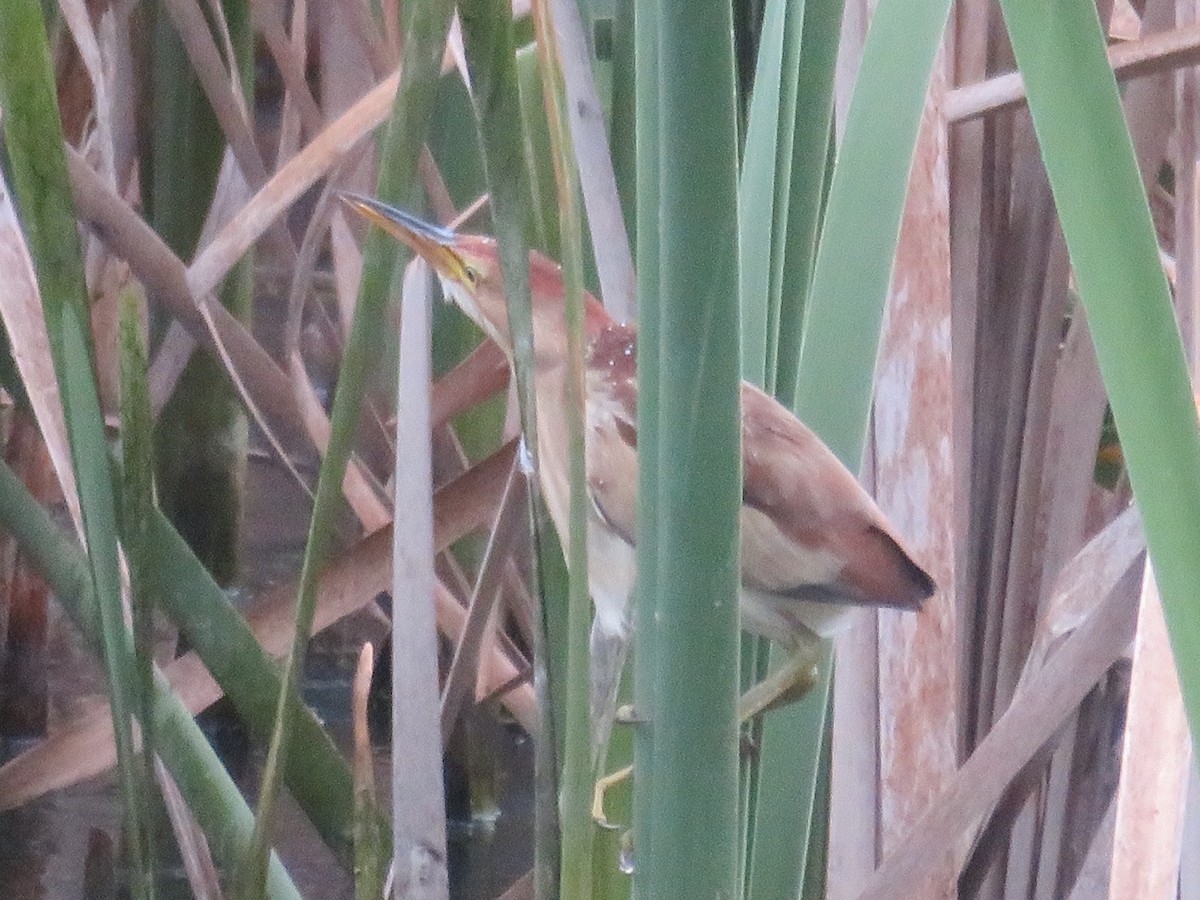 Black-backed Bittern - ML643927050