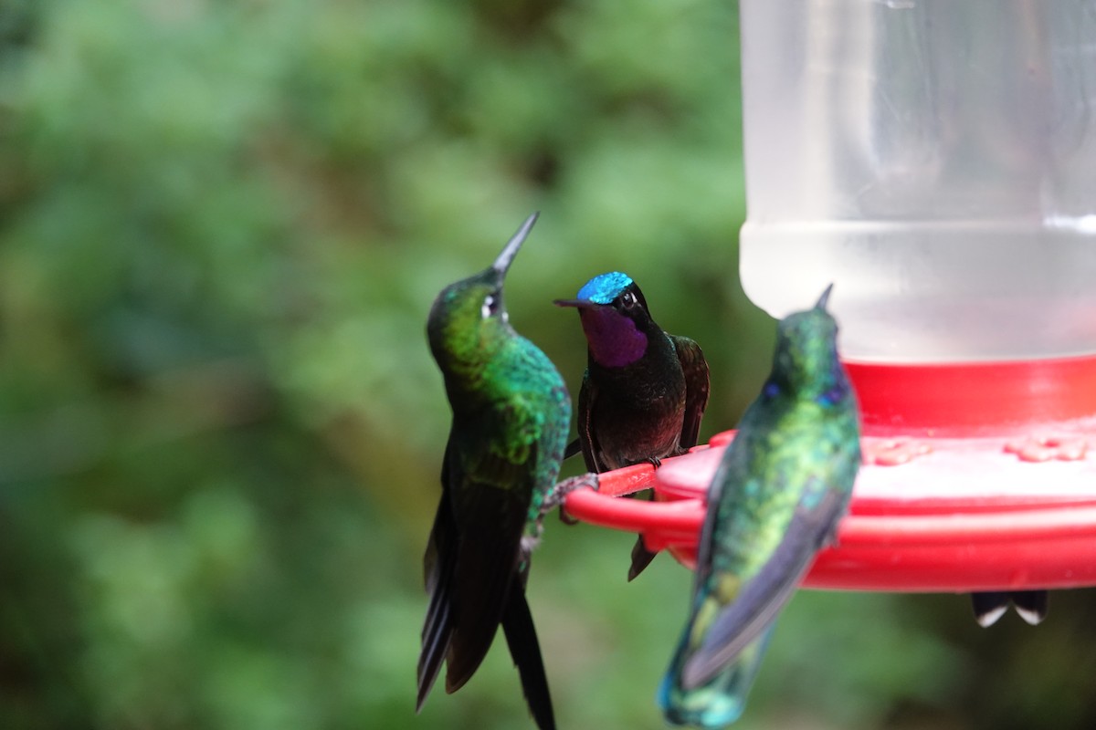 Purple-throated Mountain-gem - ML643927054