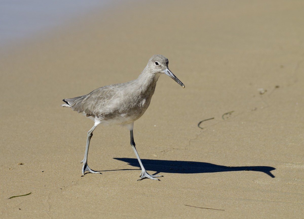 Willet - ML643927063