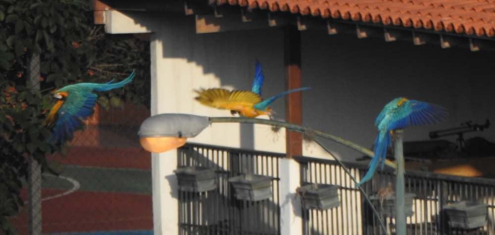 Blue-and-yellow Macaw - ML643927092