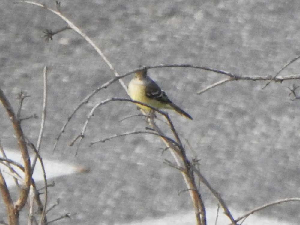 Yellow-bellied Elaenia - ML643927099
