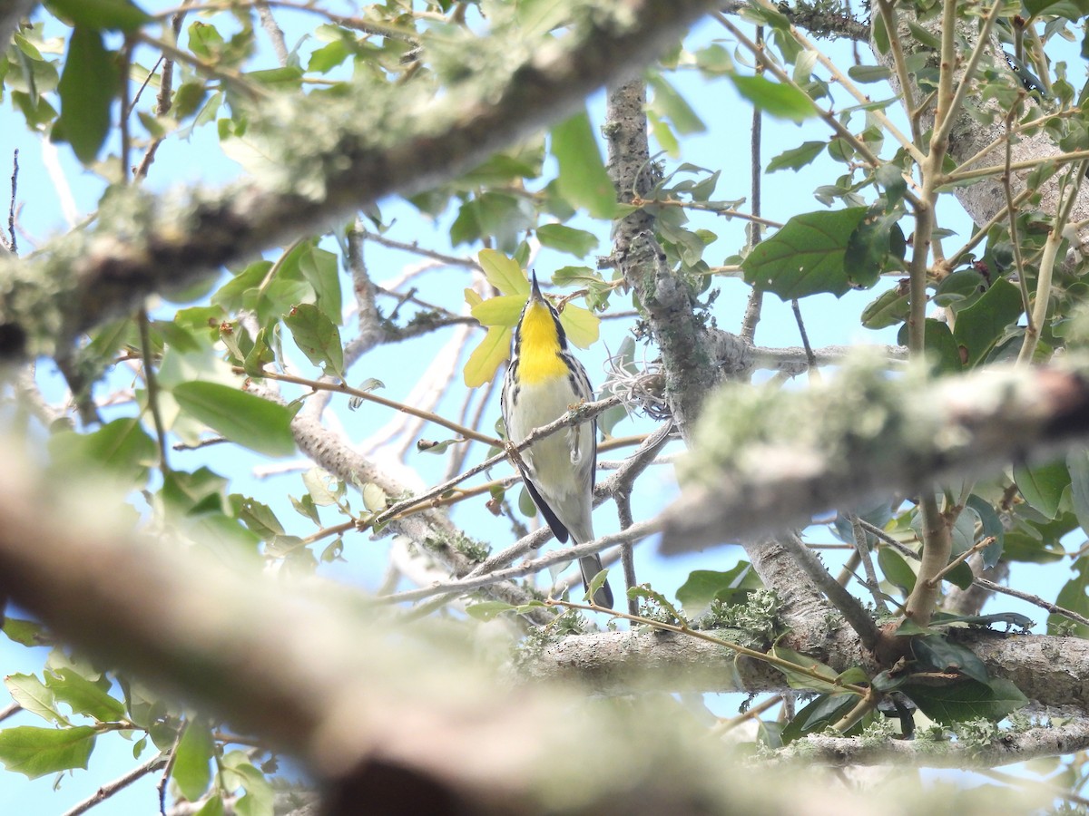 Yellow-throated Warbler - ML643927128