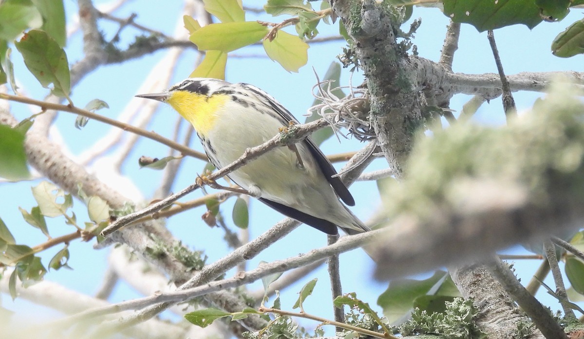 Yellow-throated Warbler - ML643927130