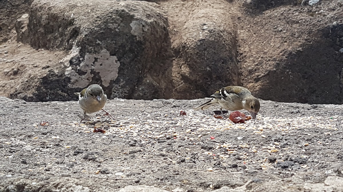 madeirafink - ML643927134