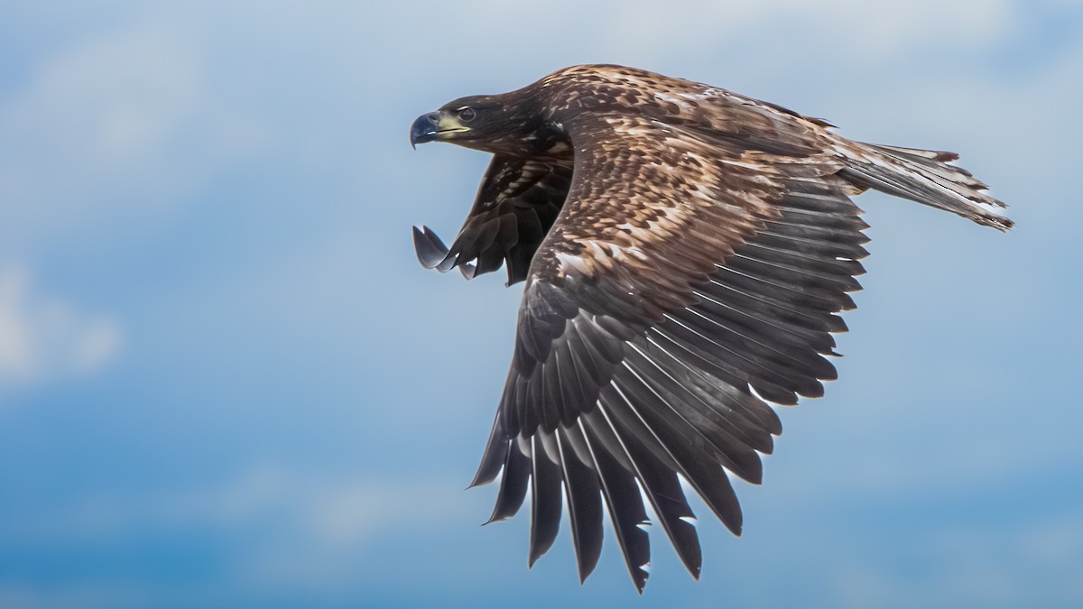 White-tailed Eagle - ML643927139