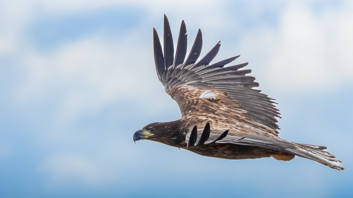 White-tailed Eagle - ML643927140