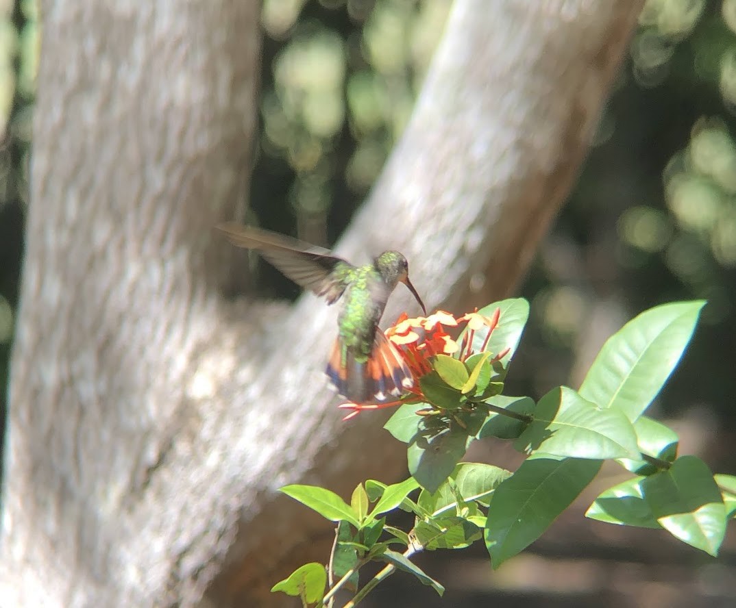 Hispaniolan Mango - ML643927170