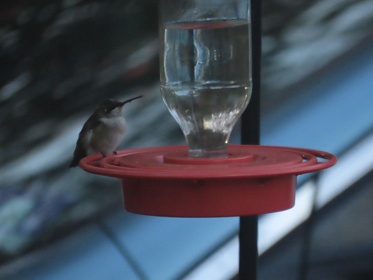 Ruby-throated Hummingbird - ML643927178