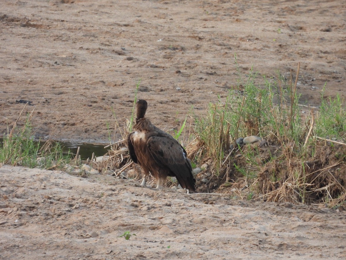 Hooded Vulture - ML643927182