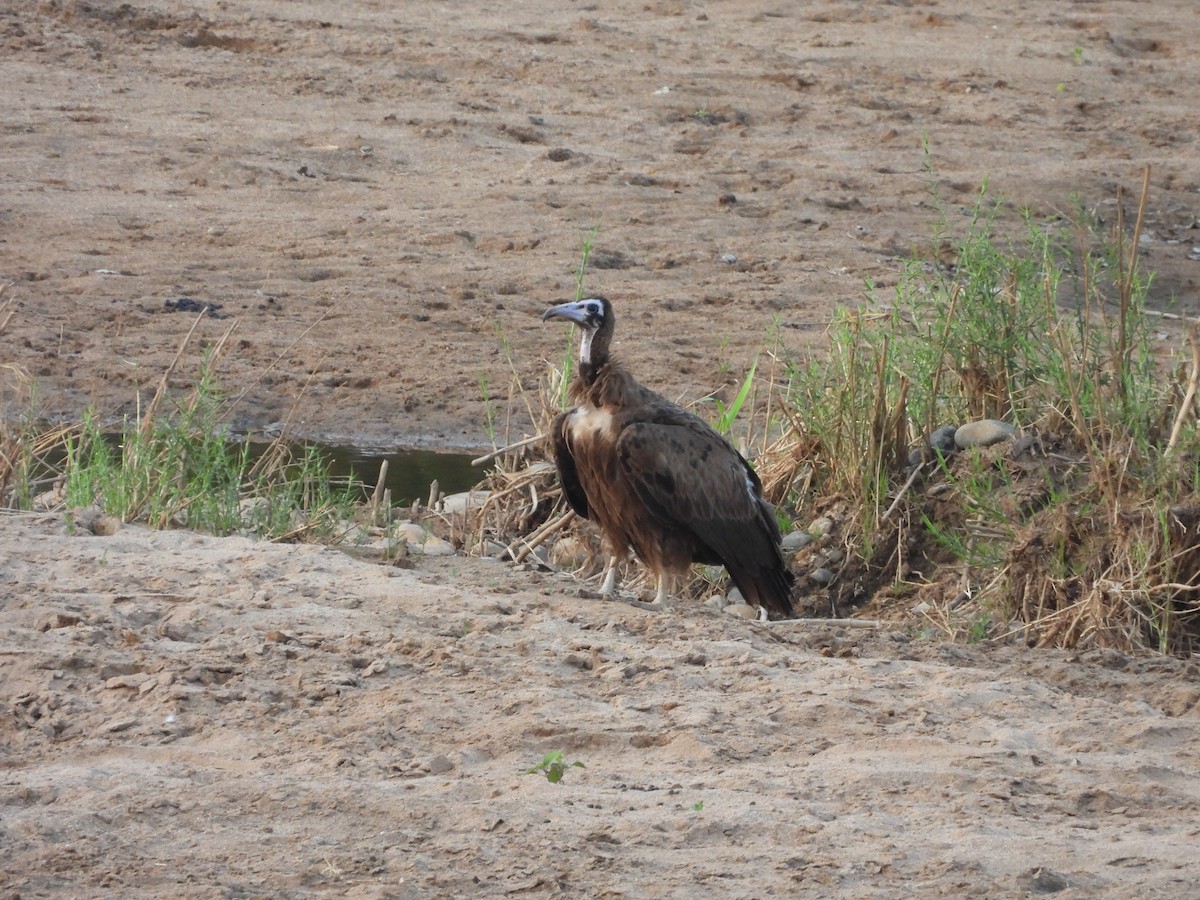 Hooded Vulture - ML643927183