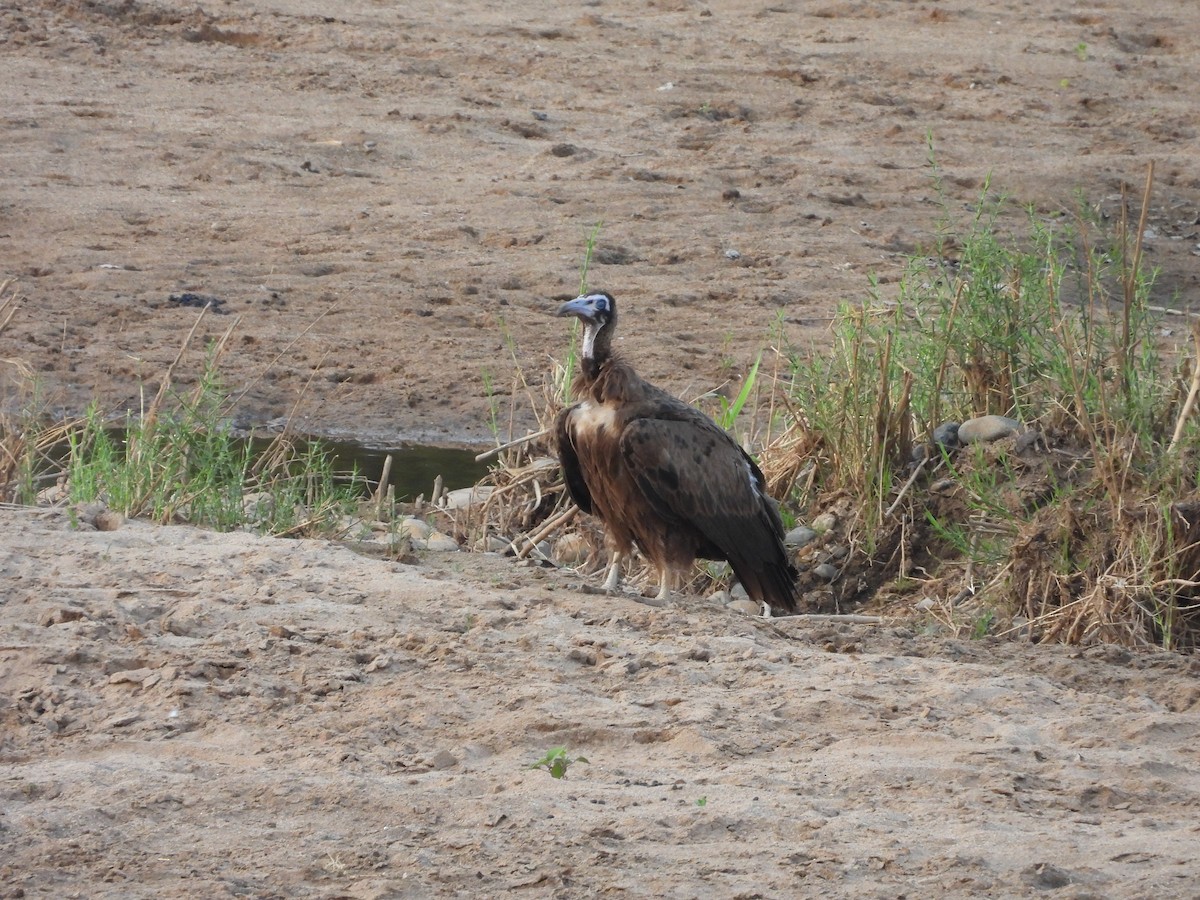 Hooded Vulture - ML643927184
