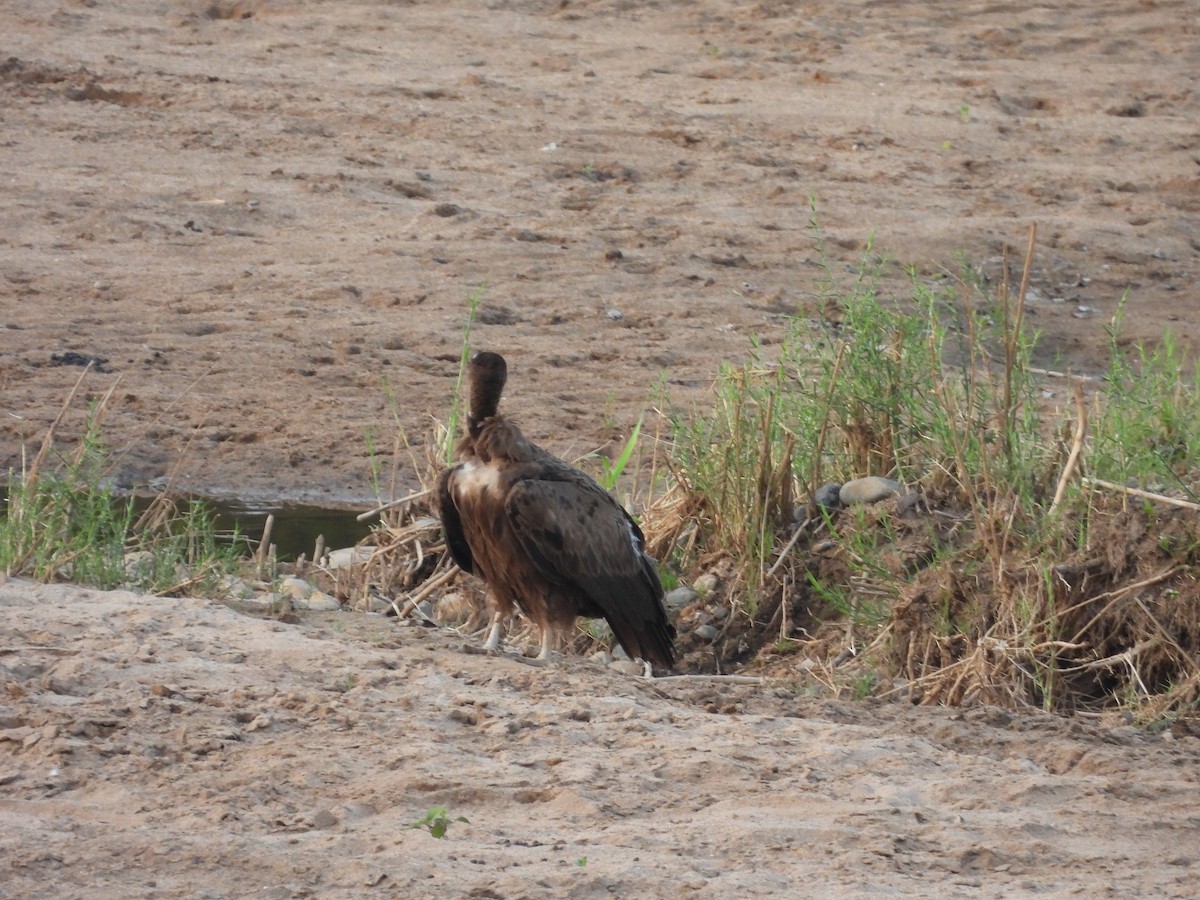 Hooded Vulture - ML643927185