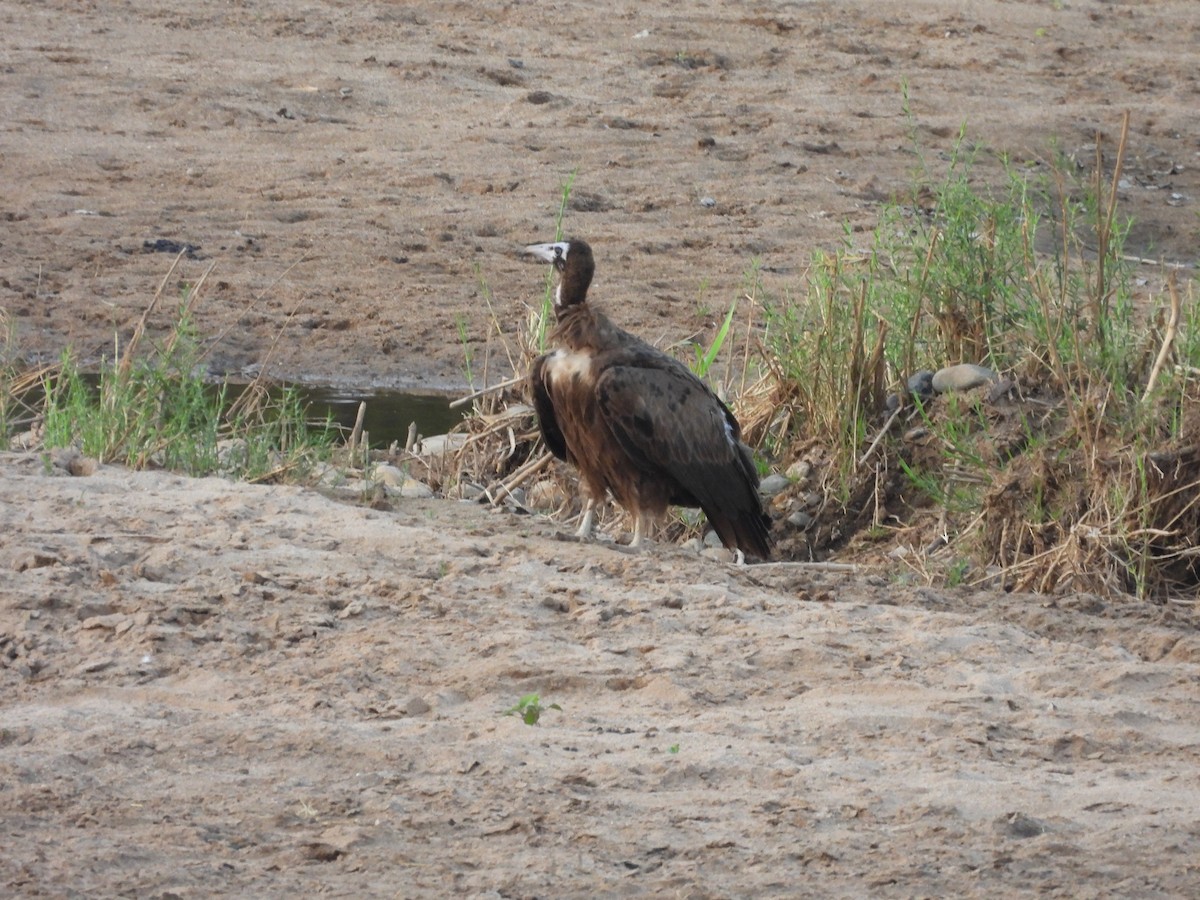 Hooded Vulture - ML643927186