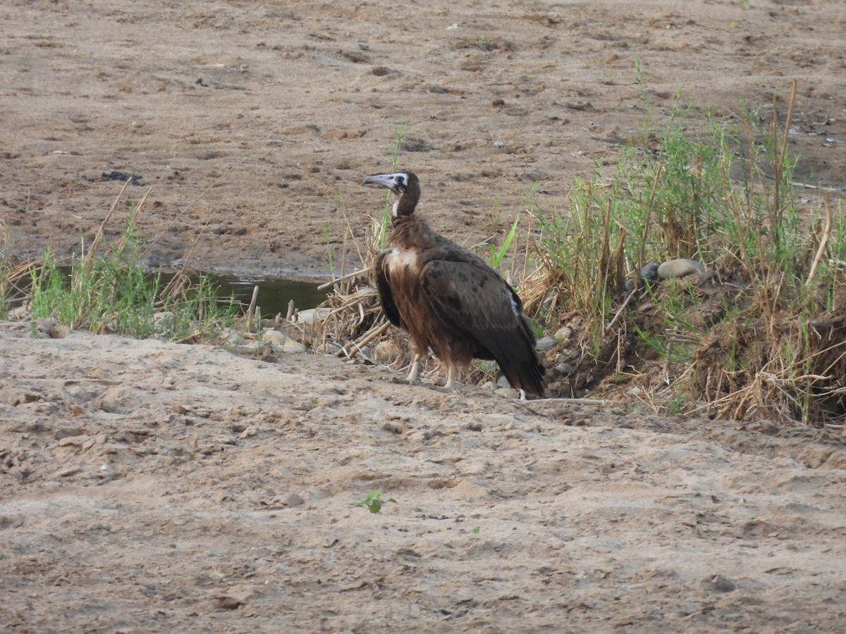Hooded Vulture - ML643927187
