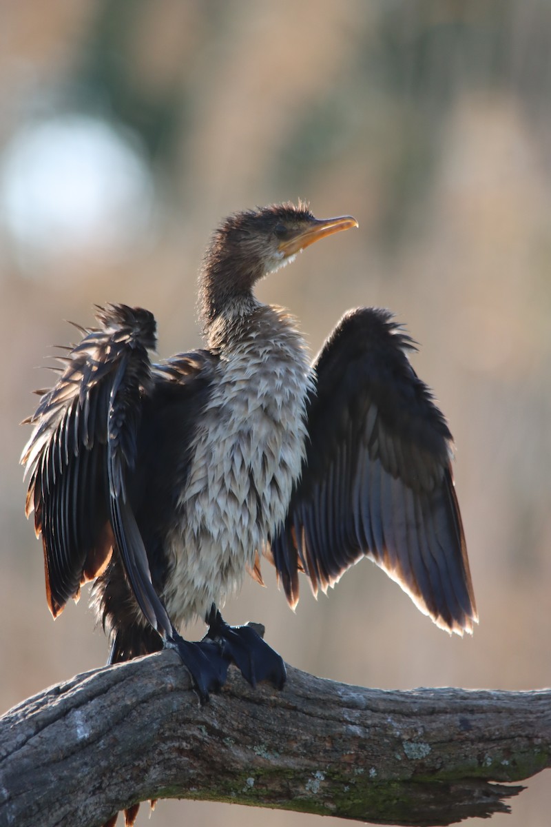 Reed Cormorant - ML643927189