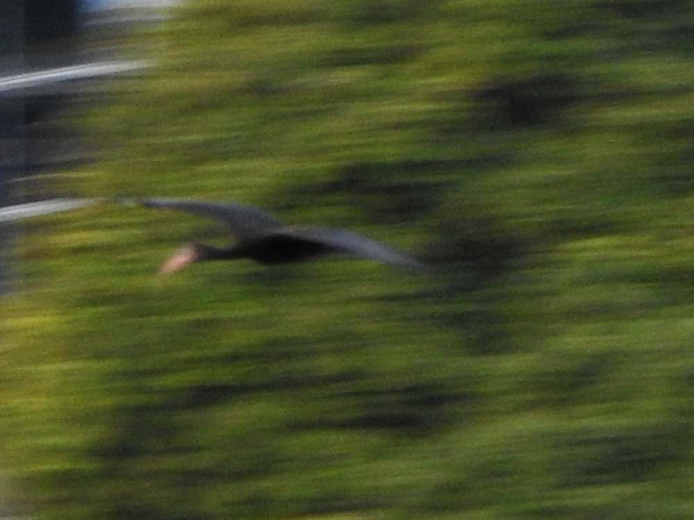 rødmaskeibis - ML643927194