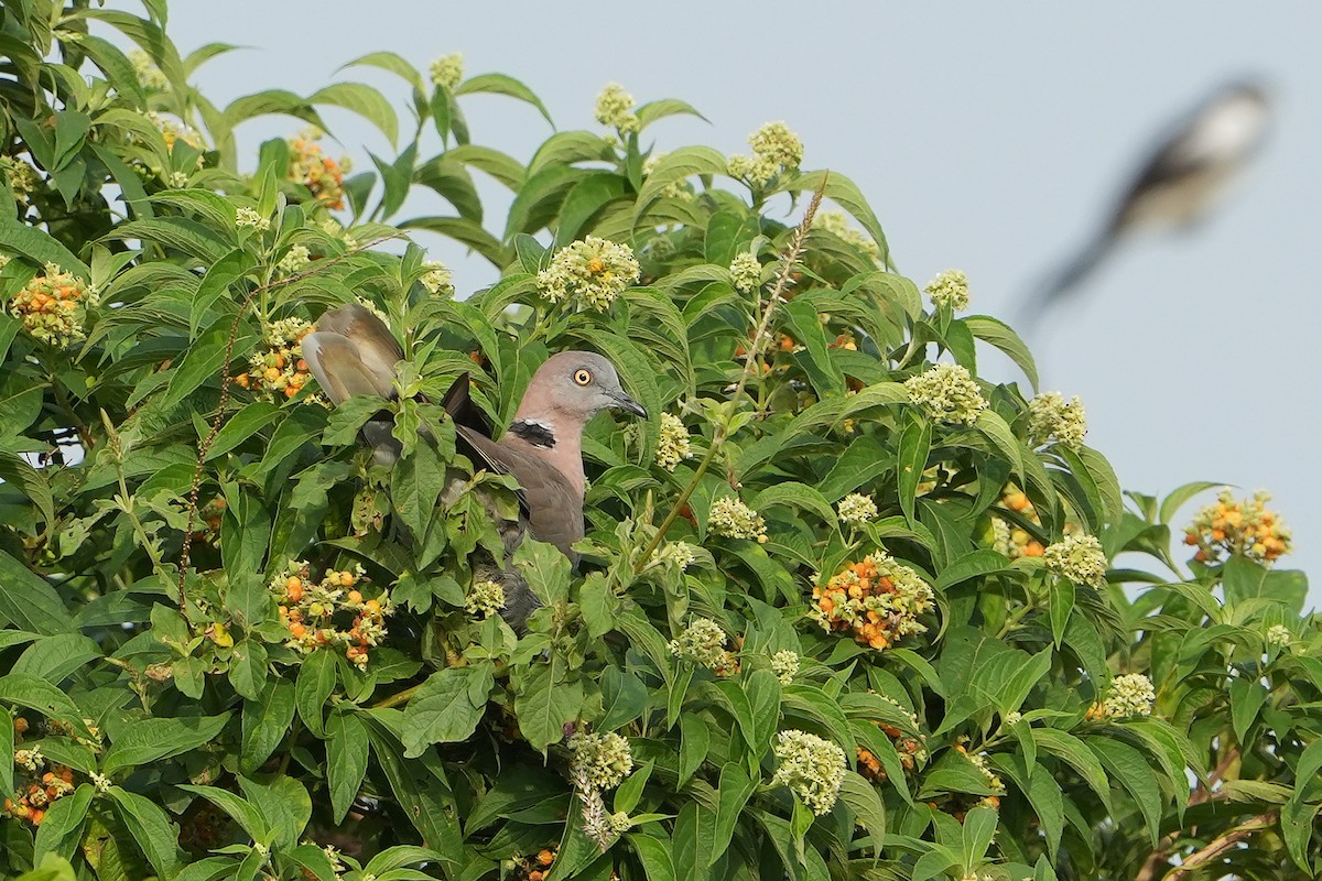 klagedue - ML643927203